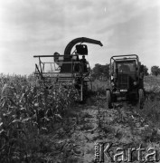 1973, Węgry.
Pole kukurydzy.
Fot. Romuald Broniarek, zbiory Ośrodka KARTA