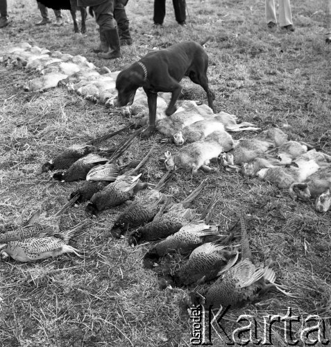 1973, Czechosłowacja.
Polowanie na bażanty i zające.
Fot. Romuald Broniarek, zbiory Ośrodka KARTA