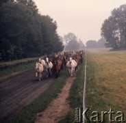 1974, Janów Lubelski, Polska.
Konie.
Fot. Romuald Broniarek, zbiory Ośrodka KARTA