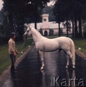1974, Janów Lubelski, Polska.
Stadnina koni.
Fot. Romuald Broniarek, zbiory Ośrodka KARTA
