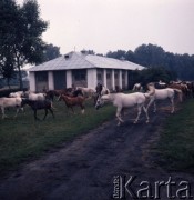 1974, Janów Lubelski, Polska.
Stadnina koni.
Fot. Romuald Broniarek, zbiory Ośrodka KARTA