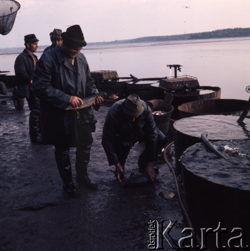 1974, Budziejowice, Czechosłowacja.
Gospodarstwo rybne.
Fot. Romuald Broniarek, zbiory Ośrodka KARTA