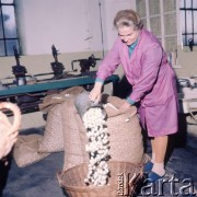 1974, Milanówek, Polska.
Zakłady Jedwabiu Naturalnego 