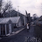 1975, Warszawa, Polska.
Szklarnie w Ogrodzie Botanicznym Uniwersytetu Warszawskiego.
Fot. Romuald Broniarek, zbiory Ośrodka KARTA