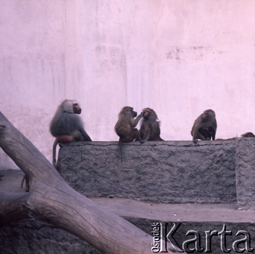 1975, Warszawa, Polska.
Małpy w Miejskim Ogrodzie Zoologicznym.
Fot. Romuald Broniarek, zbiory Ośrodka KARTA