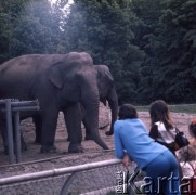 1975, Warszawa, Polska.
Słonie w Miejskim Ogrodzie Zoologicznym.
Fot. Romuald Broniarek, zbiory Ośrodka KARTA