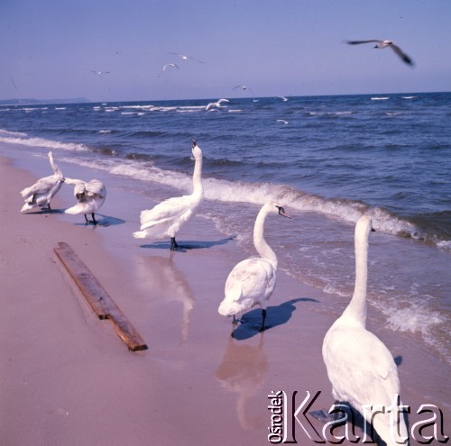 1975, Łeba, Polska.
Plaża.
Fot. Romuald Broniarek, zbiory Ośrodka KARTA