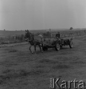 1981, Wola Osowińska, Polska.
Wóz konny.
Fot. Romuald Broniarek, zbiory Ośrodka KARTA