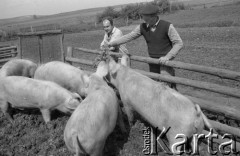 1983, Witnica, Polska.
Gospodarstwo osadnika wojskowego Stanisława Dudka.
Fot. Romuald Broniarek, zbiory Ośrodka KARTA