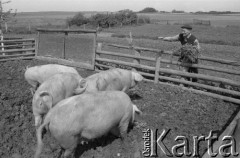 1983, Witnica, Polska.
Gospodarstwo osadnika wojskowego Stanisława Dudka.
Fot. Romuald Broniarek, zbiory Ośrodka KARTA