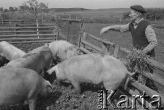 1983, Witnica, Polska.
Gospodarstwo osadnika wojskowego Stanisława Dudka.
Fot. Romuald Broniarek, zbiory Ośrodka KARTA