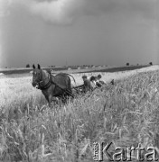 1983, Wola Osowińska, Polska.
Żniwa.
Fot. Romuald Broniarek, zbiory Ośrodka KARTA
