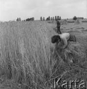 1983, Wola Osowińska, Polska.
Żniwa.
Fot. Romuald Broniarek, zbiory Ośrodka KARTA
