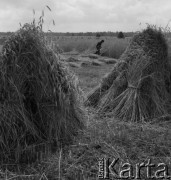 1983, Wola Osowińska, Polska.
Żniwa.
Fot. Romuald Broniarek, zbiory Ośrodka KARTA
