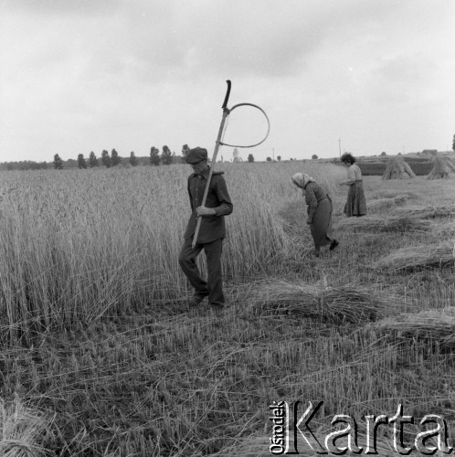 1983, Wola Osowińska, Polska.
Żniwa.
Fot. Romuald Broniarek, zbiory Ośrodka KARTA
