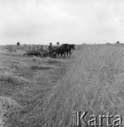 1983, Wola Osowińska, Polska.
Żniwa.
Fot. Romuald Broniarek, zbiory Ośrodka KARTA
