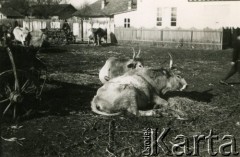 1939-1941, Rumunia.
Woły leżące na drodze.
Fot. Zbigniew Suchodolski, zbiory Ośrodka KARTA
