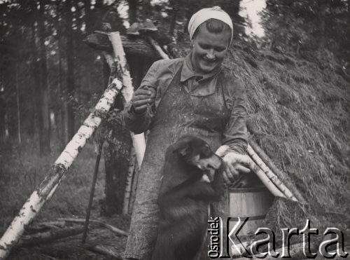 1954-1955, Orłowka, pow. Bolszaja Murta, Krasnojarski Kraj, ZSRR.
Katarzyna Baczyńska i pies Bob podczas  żywicowania, w tle stoi szałas, w którym stały beczki z pozyskaną żywicą.
Fot. Juliusz Baczyński, kolekcję udostępnił Juliusz Baczyński, zbiory Ośrodka KARTA.