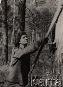 1954-1955, Orłowka, pow. Bolszaja Murta, Krasnojarski Kraj, ZSRR.
Edward Krzywdziński pracujący w tajdze jako nacinacz, na głowie ma podwinięty 