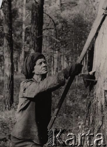 1954-1955, Orłowka, pow. Bolszaja Murta, Krasnojarski Kraj, ZSRR.
Edward Krzywdziński pracujący w tajdze jako nacinacz, na głowie ma podwinięty 