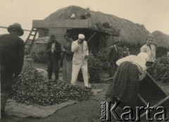 Lato 1939, Krasnostawce, pow. Śniatyn, woj. Stanisławów, Polska
Zbiory maku (?)
Fot. Stanisław Bober, kolekcję udostępniły Danuta Mordal i Ewa Szafrańska; zbiory Ośrodka KARTA

