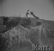 Lato 1939, Krasnostawce, pow. Śniatyn, woj. Stanisławów, Polska
Żniwa.
Fot. Stanisław Bober, kolekcję udostępniły Danuta Mordal i Ewa Szafrańska; zbiory Ośrodka KARTA 

