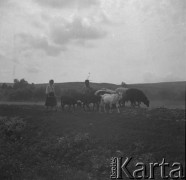 Lato 1939, Krasnostawce, pow. Śniatyn, woj. Stanisławów, Polska
Dziewczynki idące za stadkiem kóz i owiec.
Fot. Stanisław Bober, kolekcję udostępniły Danuta Mordal i Ewa Szafrańska; zbiory Ośrodka KARTA 

