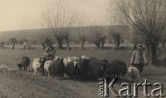 lata 30-te, Krasnostawce, powiat Śniatyn, woj. Stanisławów, Polska
Dziewczyny idące ze stadem owiec.
Fot. Stanisław Bober, kolekcję udostępniły Danuta Mordal i Ewa Szafrańska; zbiory Ośrodka KARTA 

