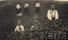 przed 1939, Krasnostawce, powiat Śniatyn, woj. Stanisławów, Polska
Wykopki ziemniaków, na pierwszym planie dzieci z kartofelkami.
Fot. Stanisław Bober, kolekcję udostępniły Danuta Mordal i Ewa Szafrańska; zbiory Ośrodka KARTA 

