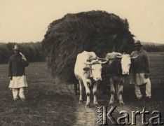 przed 1939, Krasnostawce, powiat Śniatyn, woj. Stanisławów, Polska
Chłopi obok wozu z sianem zaprzęgniętego w woły.
Fot. Stanisław Bober, kolekcję udostępniły Danuta Mordal i Ewa Szafrańska; zbiory Ośrodka KARTA 

