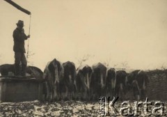 przed 1939, Krasnostawce, powiat Śniatyn, woj. Stanisławów, Polska
Gospodarstwo Kajetana Dawidowicza, pojenie krów.
Fot. Stanisław Bober, kolekcję udostępniły Danuta Mordal i Ewa Szafrańska; zbiory Ośrodka KARTA 


