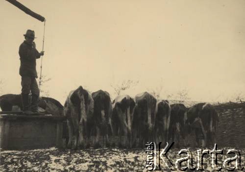 przed 1939, Krasnostawce, powiat Śniatyn, woj. Stanisławów, Polska
Gospodarstwo Kajetana Dawidowicza, pojenie krów.
Fot. Stanisław Bober, kolekcję udostępniły Danuta Mordal i Ewa Szafrańska; zbiory Ośrodka KARTA 

