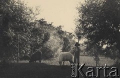 przed 1939, Krasnostawce, powiat Śniatyn, woj. Stanisławów, Polska
Chłopiec pasący dwie owce.
Fot. Stanisław Bober, kolekcję udostępniły Danuta Mordal i Ewa Szafrańska; zbiory Ośrodka KARTA 

