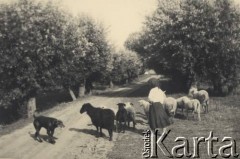 przed 1939, Krasnostawce, powiat Śniatyn, woj. Stanisławów, Polska
Dziewczynka, stado owiec i pies.
Fot. Stanisław Bober, kolekcję udostępniły Danuta Mordal i Ewa Szafrańska; zbiory Ośrodka KARTA 

