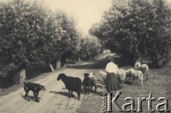 przed 1939, Krasnostawce, powiat Śniatyn, woj. Stanisławów, Polska
Dziewczynka, stado owiec i pies.
Fot. Stanisław Bober, kolekcję udostępniły Danuta Mordal i Ewa Szafrańska; zbiory Ośrodka KARTA 

