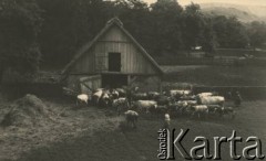 przed 1939, Krasnostawce, powiat Śniatyn, woj. Stanisławów, Polska
Krowy wchodzące do obory.
Fot. Stanisław Bober, kolekcję udostępniły Danuta Mordal i Ewa Szafrańska; zbiory Ośrodka KARTA 

