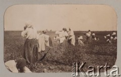 1902-1904, Wołyń, Rosja.
Sceny z życia wsi - kobiety pracujące w polu.
Fot. NN, zbiory Ośrodka KARTA, kolekcję rodziny Petrulewiczów udostępniły Halszka i Wanda Żuromskie