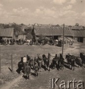 1941, Brześć nad Bugiem (Brześć Litewski).
 Okolice Twierdzy Brześć, niemieccy żołnierze podczas weterynaryjnego przeglądu koni.
 Fot. NN, zbiory Ośrodka KARTA, udostępnił Stanisław Blichiewicz
   
