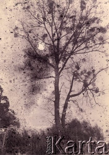 Druga połowa lat 30. do 1939, Kozienice, Polska.
Drzewo.
Zdjęcie wykonane w atelier fotograficznym żydowskiego fotografa Chaima Bernemana. Przed wojną zakład mieścił się w Kozienicach na rogu ulic Warszawskiej i Maciejowickiej, tuż przed wybuchem wojny albo już w czasie niemieckiej okupacji  został przeniesiony na ulicę Lubelską 13. Cała kolekcja jest datowana na okres od drugiej połowy lat 30-tych do roku 1941, kiedy Chaim Berneman wraz z rodziną został zesłany do obozu pracy w Wolanowie. Berneman zmarł na tyfus po ucieczce z obozu.
Fot. Chaim Berneman (Chaim Berman), zbiory Ośrodka KARTA