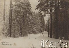 1.01.1915, leśnictwo Pristanskoje, Wyksa okolice, gubernia włodzimierska, Rosja.
Las w śniegu.
Fot. NN, zbiory Ośrodka KARTA, album Wacława Skorupskiego udostępniła Agata Witerska