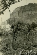 1942-1946, brak miejsca.
Winnica, w tle fragment budynku.
Fot. Czesław Dobrecki, zbiory Ośrodka KARTA, Pogotowie Archiwalne [PAF_015], przekazał Krzysztof Dobrecki