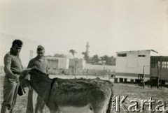 1942-1944, brak miejsca.
Żołnierze 2 Korpusu Polskiego z osiołkiem, w tle wieża minaretu.
Fot. Czesław Dobrecki, zbiory Ośrodka KARTA, Pogotowie Archiwalne [PAF_015], przekazał Krzysztof Dobrecki