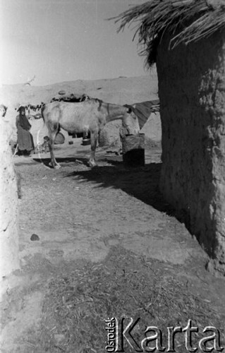 1943, Irak.
Wychudzony koń pijący wodę z beczki.
Fot. Czesław Dobrecki, zbiory Ośrodka KARTA, Pogotowie Archiwalne [PAF_015], przekazał Krzysztof Dobrecki
