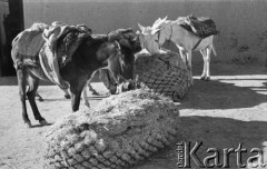 1943, Irak.
Trzy osiołki skubiące siano.
Fot. NN, zbiory Ośrodka KARTA, Pogotowie Archiwalne [PAF_015], przekazał Krzysztof Dobrecki
