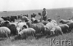 1943, Irak.
Ochotniczka z Pomocniczej Służby Kobiet wśród stada owiec. 
Fot. Czesław Dobrecki, zbiory Ośrodka KARTA, Pogotowie Archiwalne [PAF_015], przekazał Krzysztof Dobrecki
