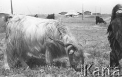 1943, Irak.
Pasący się kozioł.
Fot. NN, zbiory Ośrodka KARTA, Pogotowie Archiwalne [PAF_015], przekazał Krzysztof Dobrecki