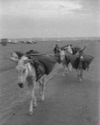 1942, Qizil Ribat, Irak.
Muły dźwigajace ciężary.
Fot. Czesław Dobrecki, zbiory Ośrodka KARTA, Pogotowie Archiwalne [PAF_015], przekazał Krzysztof Dobrecki