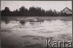 1920-1939, Polska.
Pływające po stawie kaczki, w oddali widoczne są zabudowania wiejskie.
Fot. NN, zbiory Ośrodka KARTA, udostępniła Joanna Majewska
