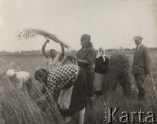 1924-1932, Kosów Poleski okolice, woj. poleskie, Polska.
Żniwa, kobiety pracujące w polu. Z tyłu stoi dziewczyna z sierpem.
Fot. Feliks Drozdowski, zbiory Ośrodka KARTA, Pogotowie Archiwalne [PAF_050], udostęnił Krzysztof Drozdowski