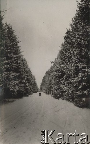 1924-1932, Kosów Poleski okolice, woj. poleskie, Polska.
Zima, leśna droga i drzewa pokryte śniegiem. W oddali widoczne są dwie osoby na sankach.
Fot. Feliks Drozdowski, zbiory Ośrodka KARTA, Pogotowie Archiwalne [PAF_050], udostępnił Krzysztof Drozdowski